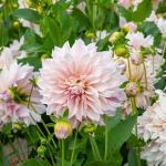 Bulbes à fleurs à planter au printemps - Dahlia décoratif à fleur géante Café au lait XXL (x1) - face recto